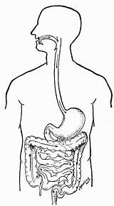 Digestive Biologie Anatomie Ausmalbilder Digestivo Colorir Organs Coloringhome Ausmalbild sketch template
