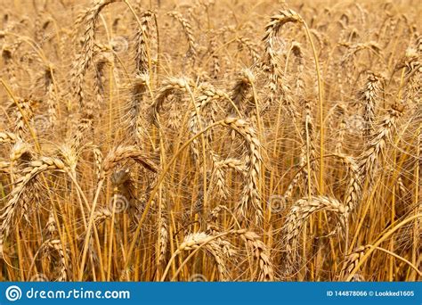 barley rice field stock photo image  light crop