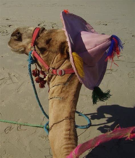 funny camel photosreadtosee