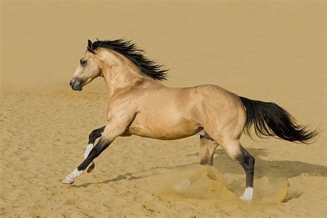 quarter horse breed profile facts colors pictures