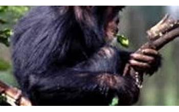 Chimpanzee screenshot #2