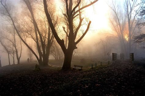 sunrise   foggy park  mario fumagalli image abyss