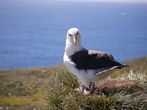 antipodean albatross in breeding crisis falklands black browed