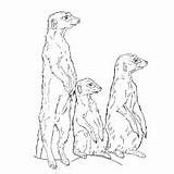 Meerkat Coloring Pages Vigilant Timon Fred sketch template