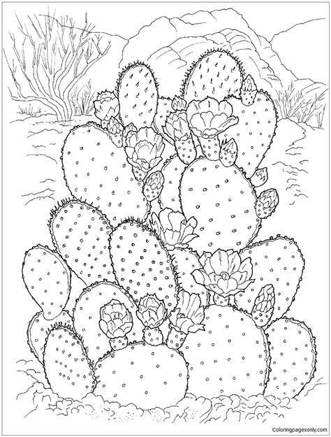 flowering cactus   desert coloring page  coloring pages