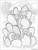 Pages Desert Cactus Coloring Flowering Kids Adults Color sketch template