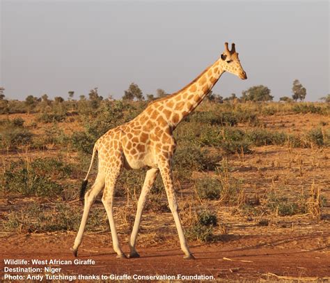 giraffe destination wildlife