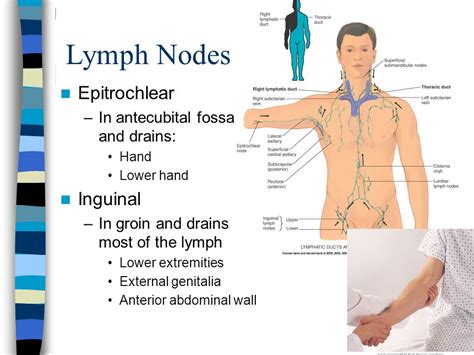 Lymph Nodes Locations Picture Illustration Picture Of Lymphatic System
