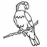 Lorikeet Endangered Papagaio Tudodesenhos Designlooter sketch template