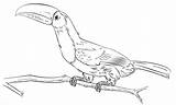 Toucan Keel Billed Toco sketch template