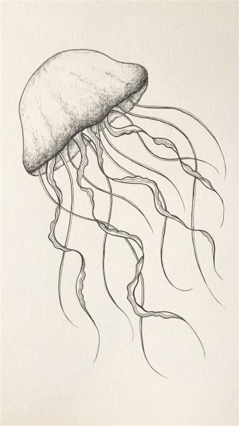 jellyfish drawing ocean animal illustration sea draw tattoo