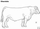 Cattle Charolais Beef Breed Livestock Beefmaster Tail Judging Agriculture Dairy sketch template