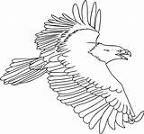 Coloring Eagle Pages Flying Bald Eagles Harpy Adler Ausmalbilder Printable Malvorlage Philadelphia Drawing Osprey Malvorlagen Kids Feather Gratis Vögel Bild sketch template