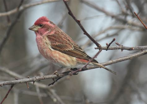 birds purple finch