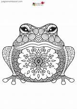Frog Mandala Zentangle Mandalas Drawn Rana Grenouille Frosch Tiere Coloriage Erwachsene Zentagle Ausmalbild Thinkstockphotos Vektorgrafiken Illustrationen Bull Adults Visiter Relacionada sketch template