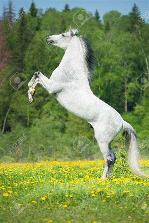 white horse rearing  stock photo picture  royalty  image