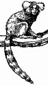 Marmoset Coloring Pages Animals Color sketch template