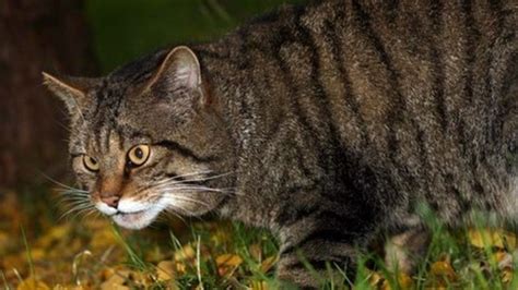 wildcat   wildcat bbc news