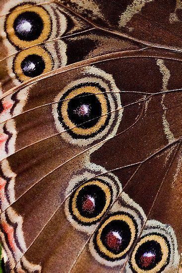 17 best images about insects wing patterns on pinterest macro photo monarch butterfly and