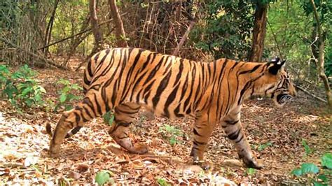 government  tap tillary  tiger habitat