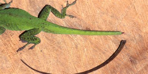 scientists  figured   lizards regrow  tails