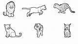 Felinos Tigre Madagascar Pantera Guepardo Lince Actividades Conmishijos sketch template