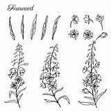 Fireweed Chamerion Rosebay Angustifolium Willow Herb Drawn Ink Vector Hand sketch template