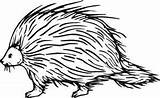 Porcupines sketch template