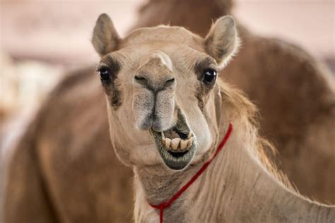 camels disqualified from beauty pageant for receiving botox injections