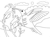 hummingbirds coloring pages  coloring pages
