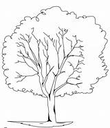 Coloring Tree Elm Trees Pages Template Clipart Ash Getcolorings Library Silhouette Popular Kids sketch template