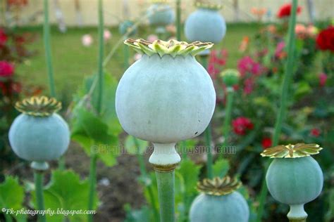 Opium Poppy Plant Flowers And Seed Pods Nature