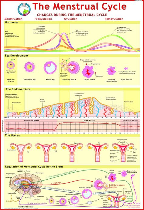 starwarsepisodeiiirev menstrual cycle discharge  ovulation  pregnant menstrual cycles