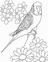 Parakeet Budgie Periquitos 塗り絵 Parakeets Perico Colouring Drawing Bianco Birds Drawings Colorare Aves Bordar Canary ぬりえ 大人 Bordados Bordado Ricami sketch template