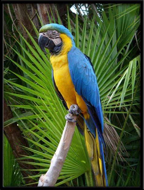 blue macaw  linmorash  deviantart