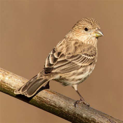 backyard birds  finches  sparrows nature  novato