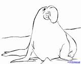 Seal Elephant Drawing Getdrawings sketch template