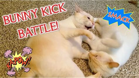 wrestlemeownia iii battle   bunny kicks    cats