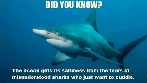 Sharks Shark Week Memes Shark Meme Shark Humor Shark Bait Shark