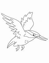 Kingfisher Flying Coloring Drawing Pages Getcolorings Getdrawings Kids Color sketch template
