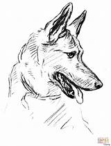 German Shepherd Head Drawing Coloring Dogs Getdrawings Drawings sketch template