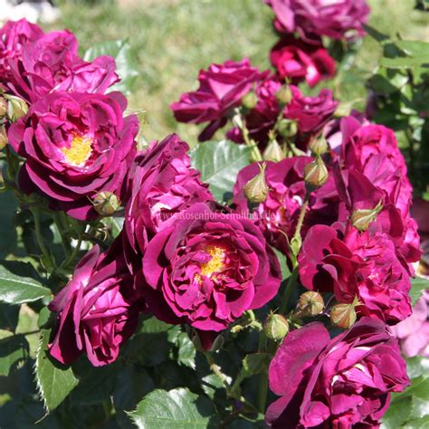 purple breeze rosen pflanzen purpur