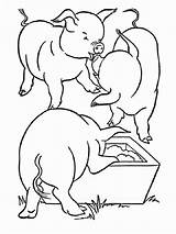 Coloring Pig Printable Animals Porky Getdrawings sketch template