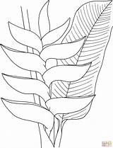 Heliconia Flower Coloring Pages Printable Drawing Supercoloring Protea Flowers Coloriage Painting Drawings Sheets Main Various Colouring Type Plant Imprimer Choose sketch template