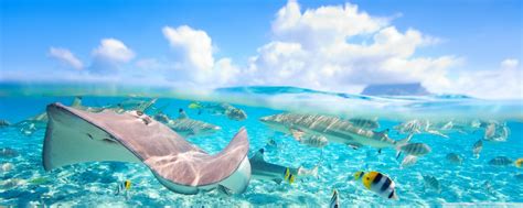 Tropical Underwater World Ultra Hd Desktop Background
