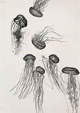 Jellyfish Unsecuredcreditcardsi Selina sketch template