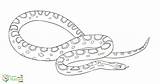Snake Coloring Pages Snakes Color Learnaboutnature sketch template