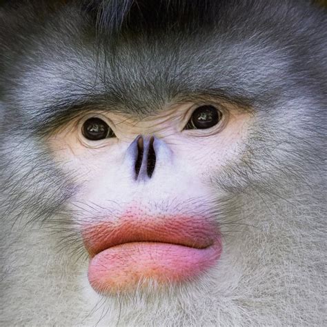 monkey species  share  face  amazing