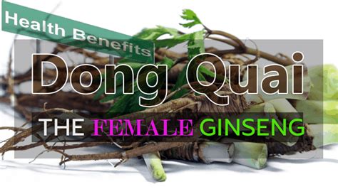 Dong Quai Feminine Health Benefits The Female Ginseng