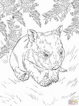 Wombat Coloring Pages Baby Drawing Printable sketch template